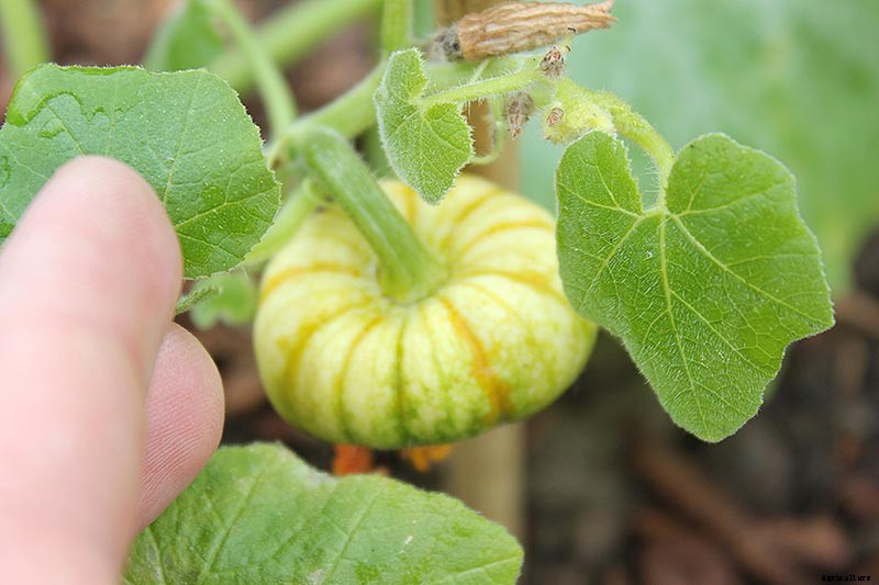 How to Hand-Pollinate Your Pumpkin Plants