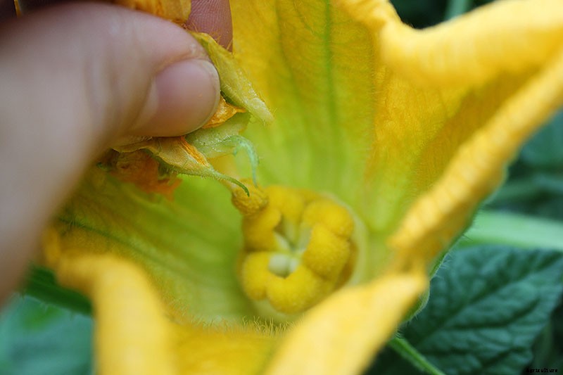 How to Hand-Pollinate Your Pumpkin Plants
