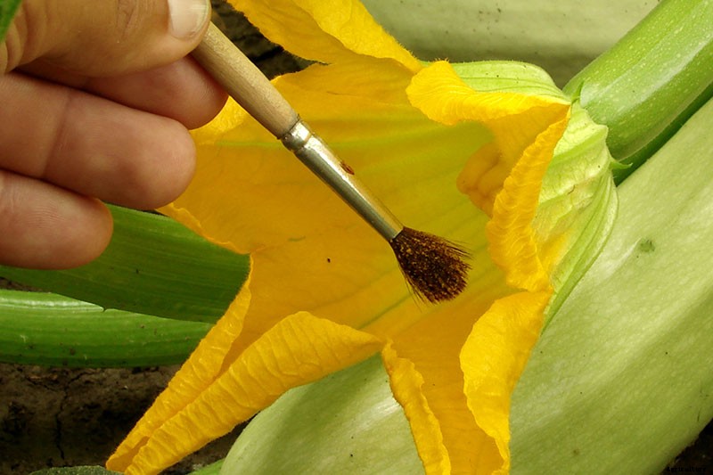 How to Hand-Pollinate Your Pumpkin Plants