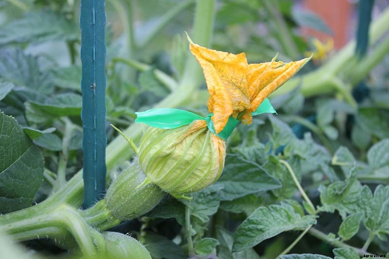 How to Hand-Pollinate Your Pumpkin Plants