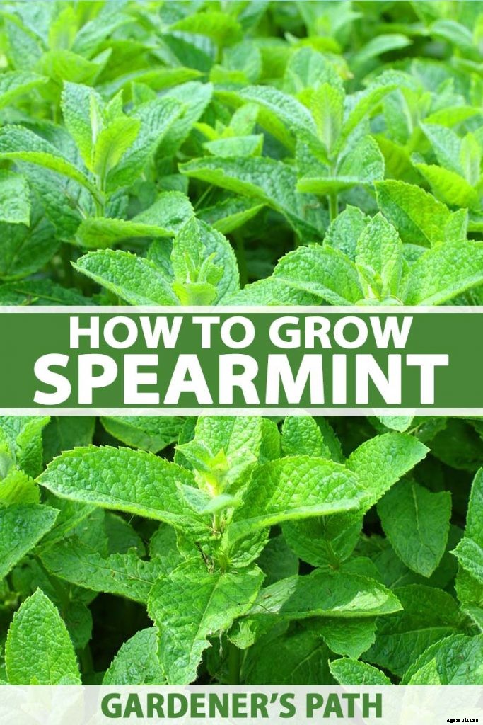 How to Grow and Care for Spearmint Plants