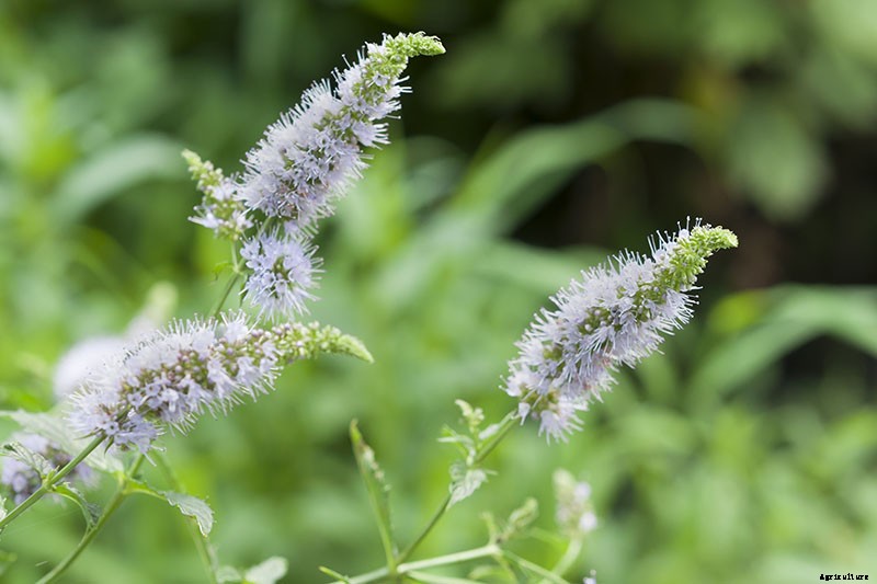 How to Grow and Care for Spearmint Plants