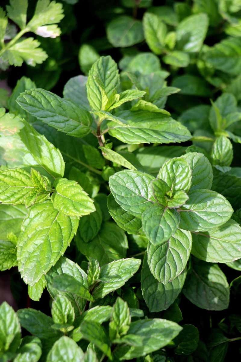 How to Grow and Care for Spearmint Plants