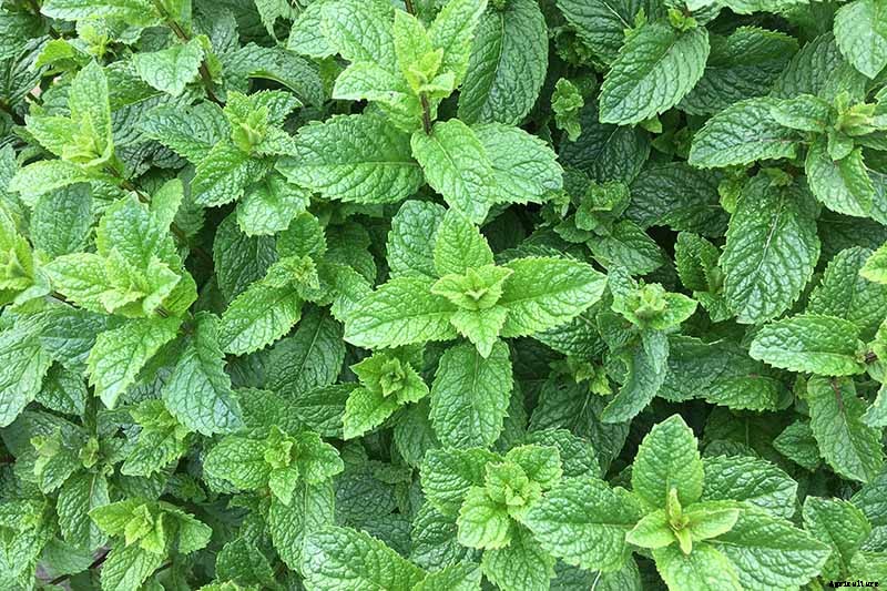 How to Grow and Care for Spearmint Plants