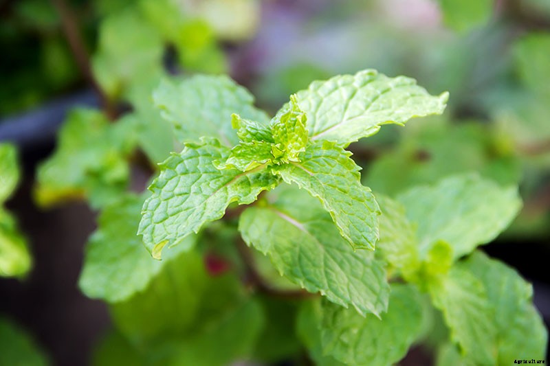 How to Grow and Care for Spearmint Plants