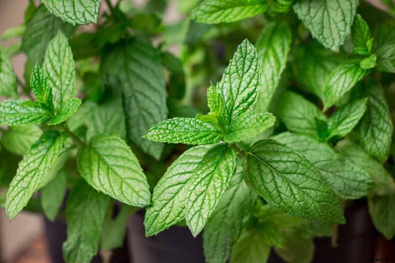 How to Grow and Care for Spearmint Plants
