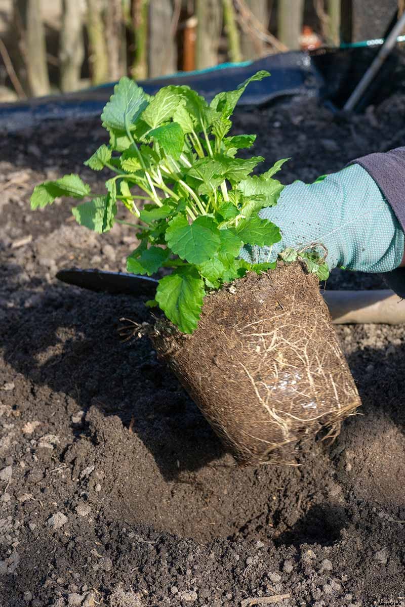 How to Grow and Care for Spearmint Plants