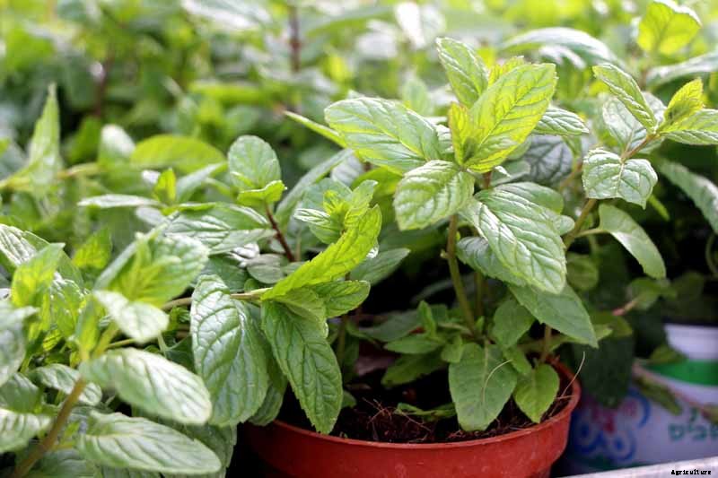 How to Grow and Care for Spearmint Plants
