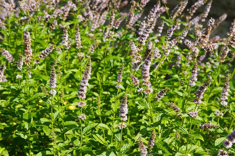 How to Grow and Care for Spearmint Plants