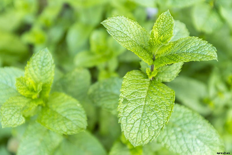 How to Grow and Care for Spearmint Plants