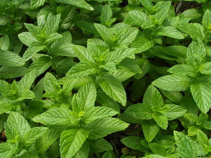 How to Grow and Care for Spearmint Plants