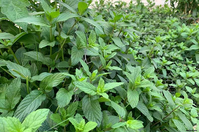 How to Grow and Care for Spearmint Plants