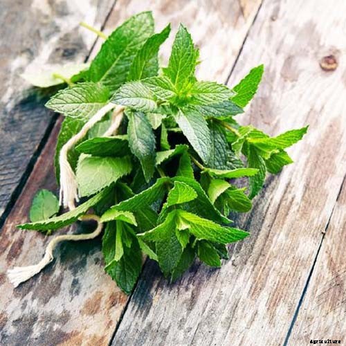 How to Grow and Care for Spearmint Plants