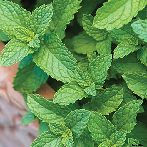 How to Grow and Care for Spearmint Plants