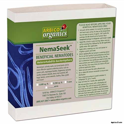 How to Grow and Care for Spearmint Plants