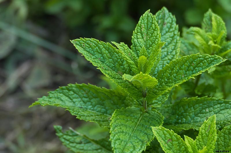 How to Grow and Care for Spearmint Plants
