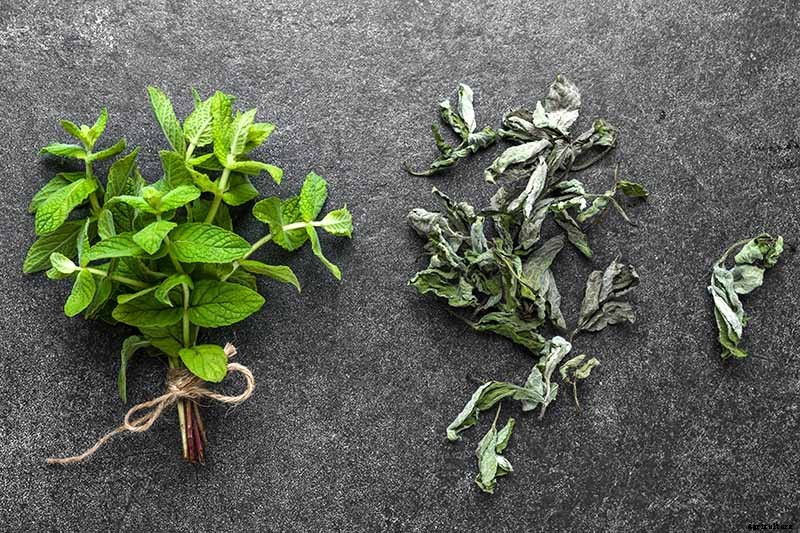 How to Grow and Care for Spearmint Plants