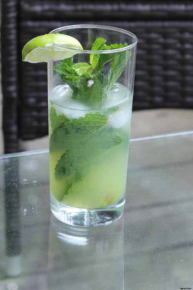 How to Grow and Care for Spearmint Plants