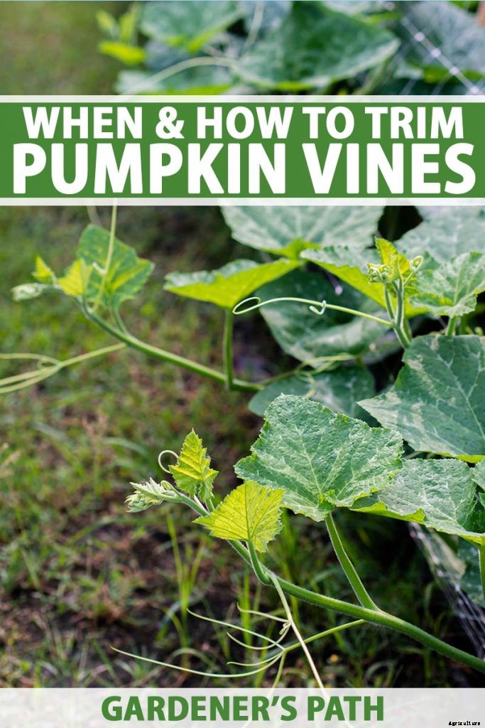When and How to Trim Pumpkin Vines