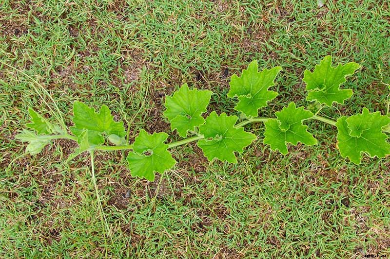 When and How to Trim Pumpkin Vines