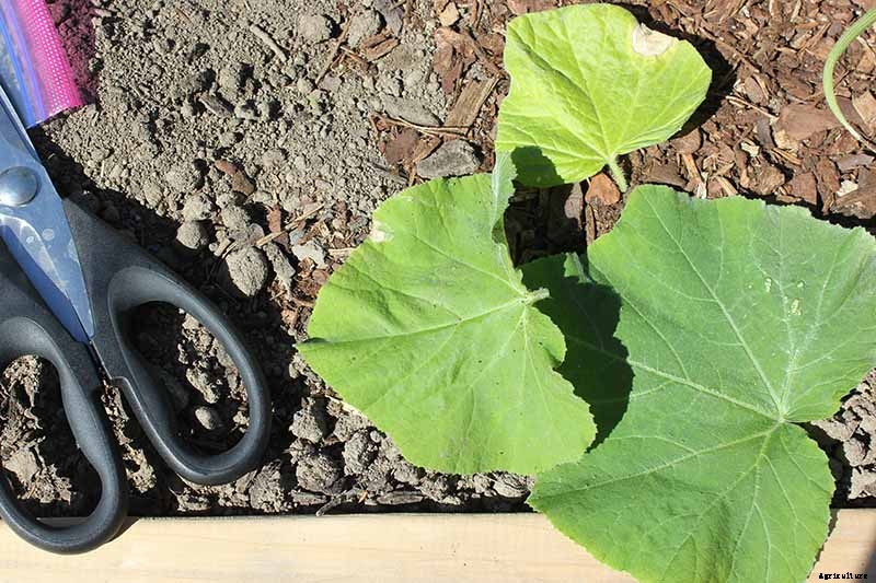When and How to Trim Pumpkin Vines