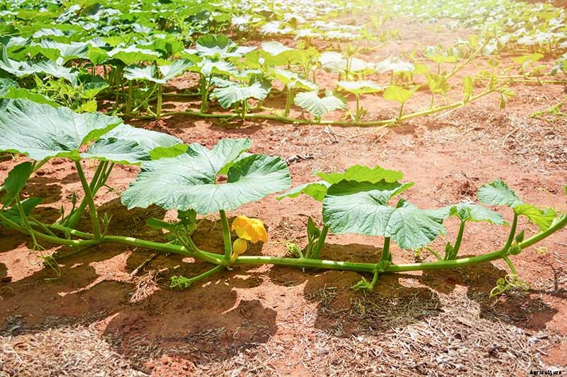 When and How to Trim Pumpkin Vines