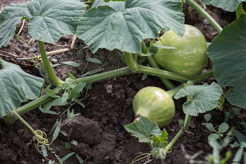 When and How to Trim Pumpkin Vines