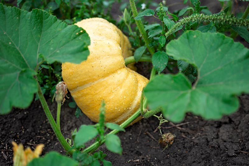 When and How to Trim Pumpkin Vines