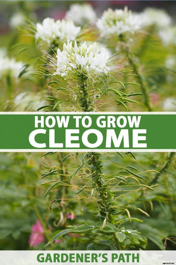 How to Grow Cleome (Spider Flower)