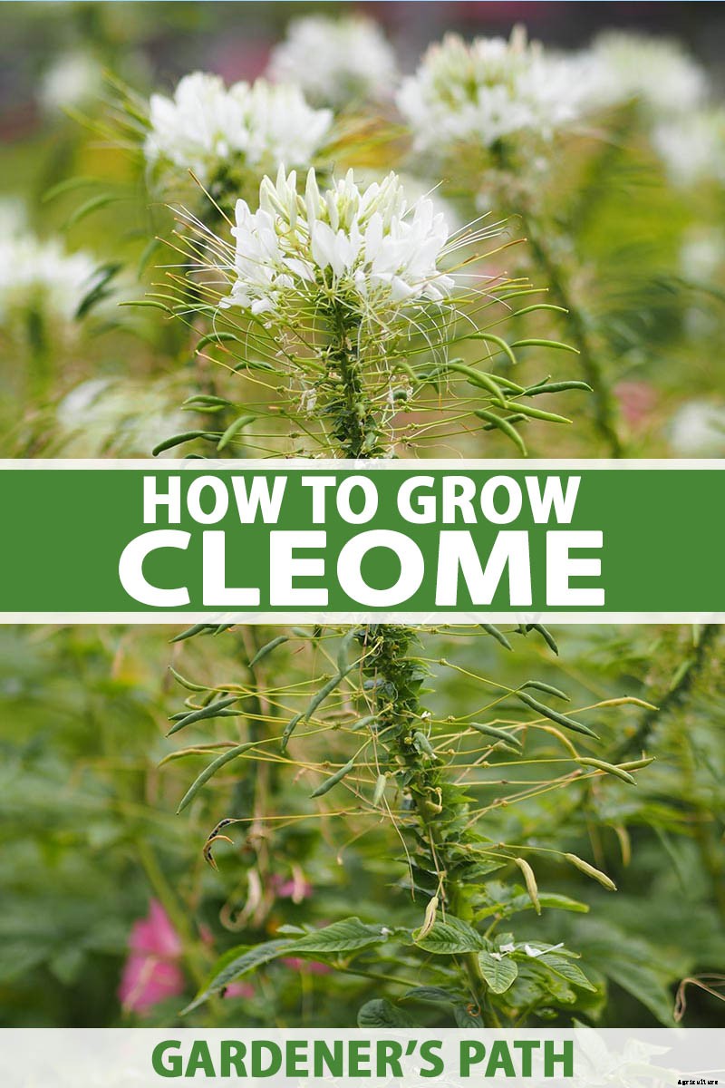How to Grow Cleome (Spider Flower)