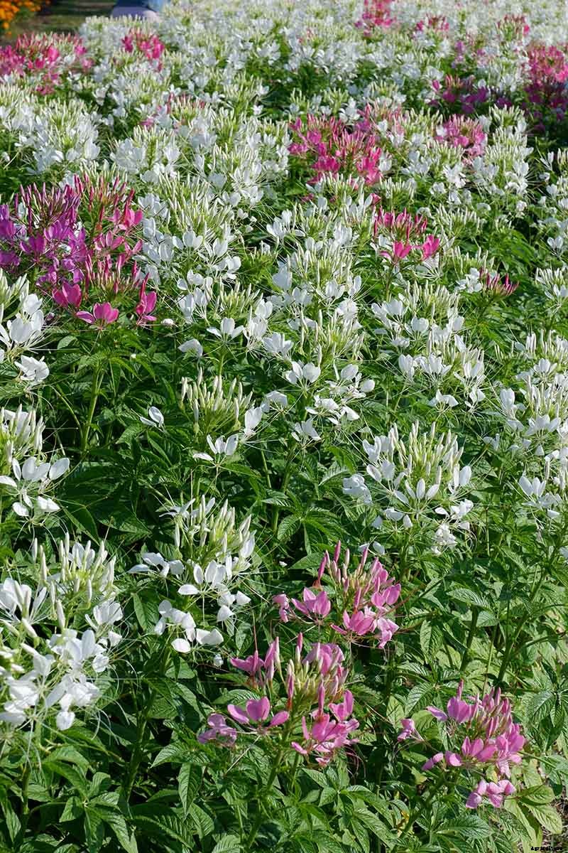 How to Grow Cleome (Spider Flower)