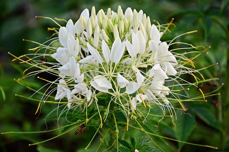 How to Grow Cleome (Spider Flower)