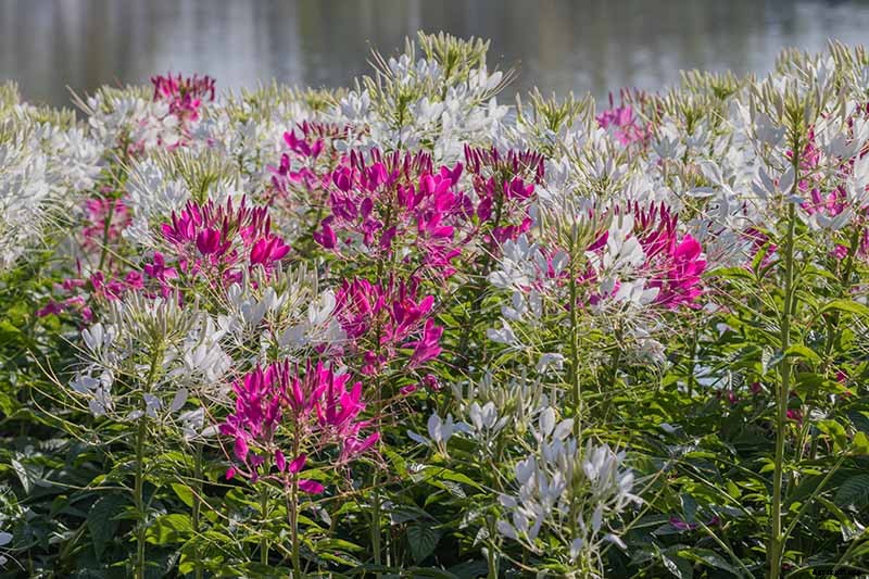 How to Grow Cleome (Spider Flower)