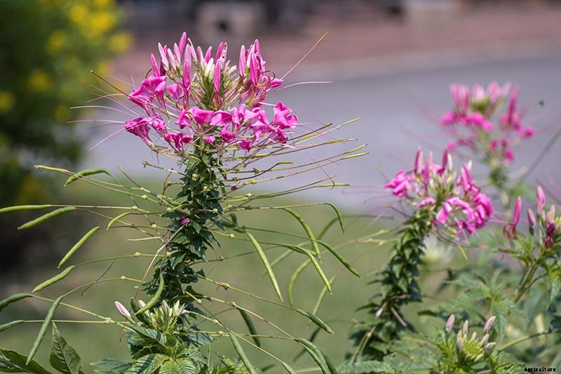 How to Grow Cleome (Spider Flower)