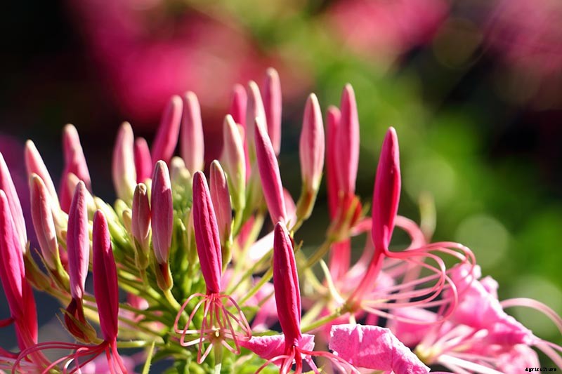 How to Grow Cleome (Spider Flower)