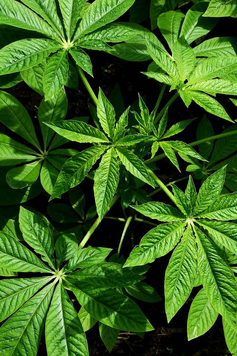 How to Grow Cleome (Spider Flower)