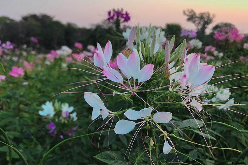 How to Grow Cleome (Spider Flower)