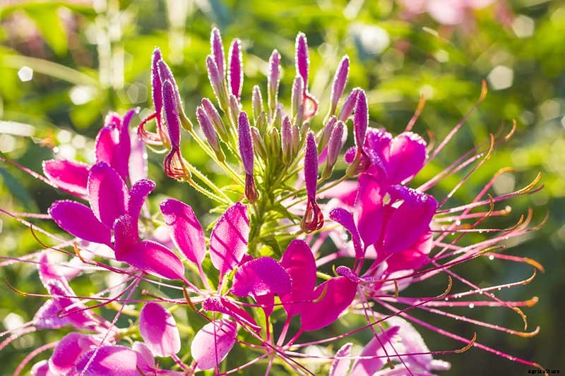 How to Grow Cleome (Spider Flower)