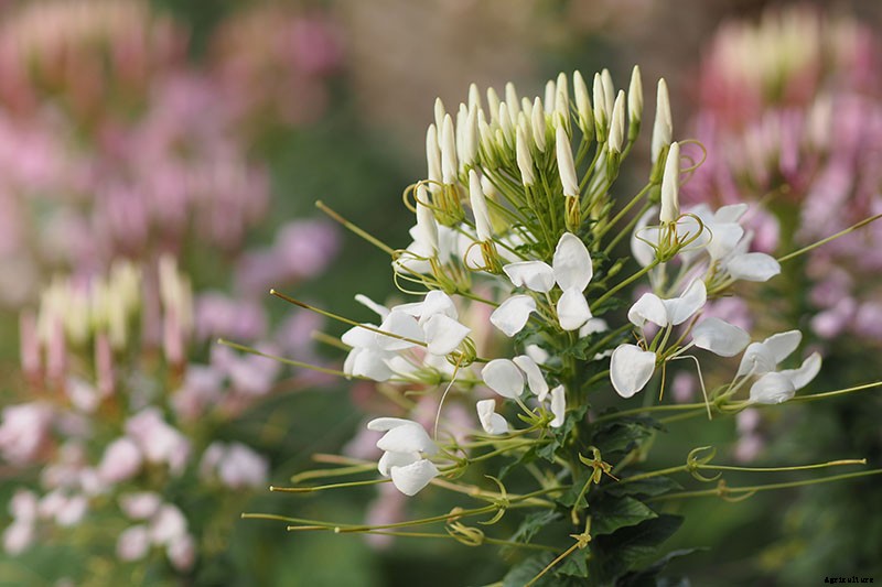 How to Grow Cleome (Spider Flower)