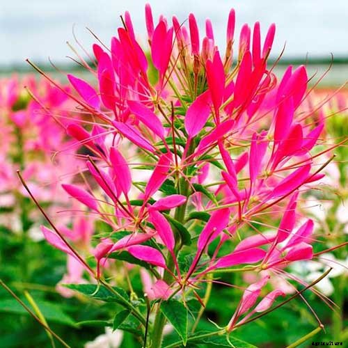 How to Grow Cleome (Spider Flower)