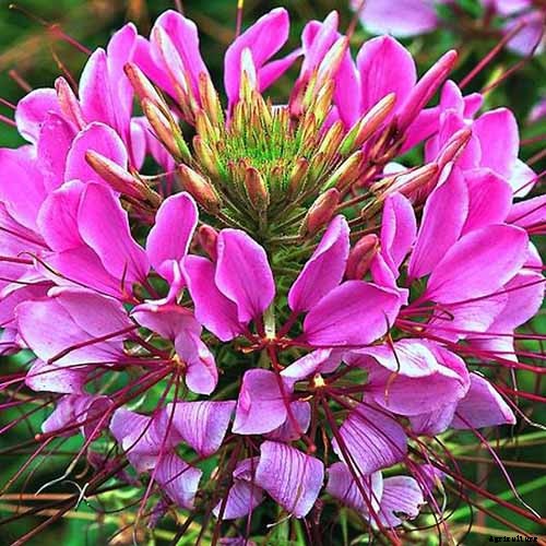 How to Grow Cleome (Spider Flower)