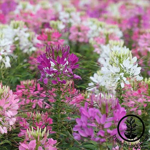 How to Grow Cleome (Spider Flower)