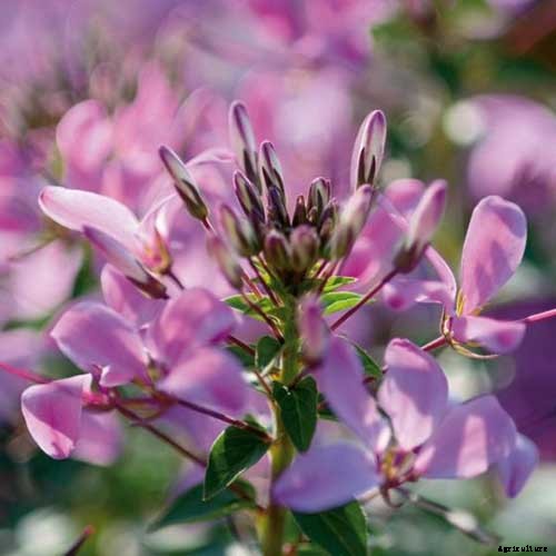 How to Grow Cleome (Spider Flower)