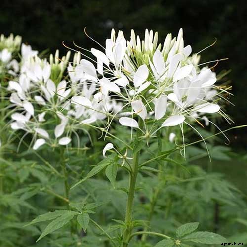How to Grow Cleome (Spider Flower)