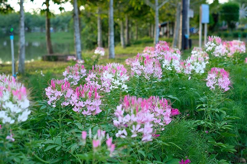 How to Grow Cleome (Spider Flower)
