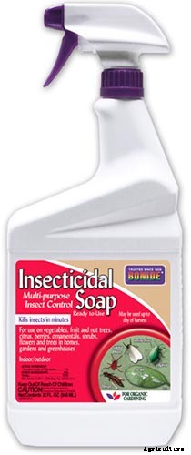 How to Grow Cleome (Spider Flower)