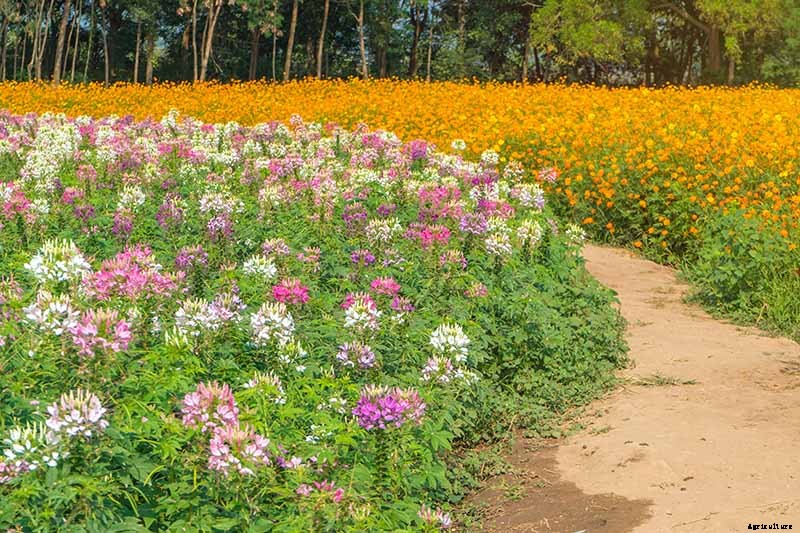 How to Grow Cleome (Spider Flower)