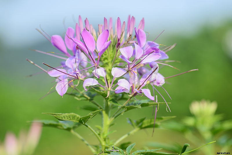 How to Grow Cleome (Spider Flower)