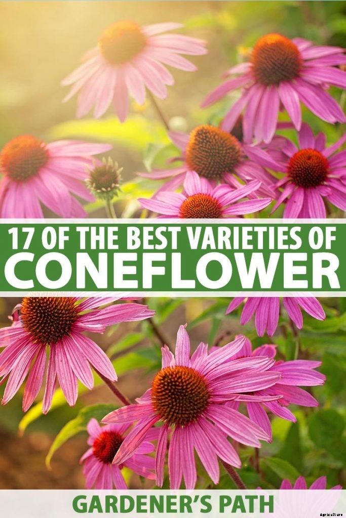 17 of the Best Coneflower Varieties