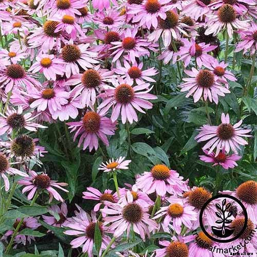 17 of the Best Coneflower Varieties